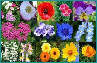 Super Short Wildflower Seeds Carpet like Appearence 1,000 Plus Seeds 