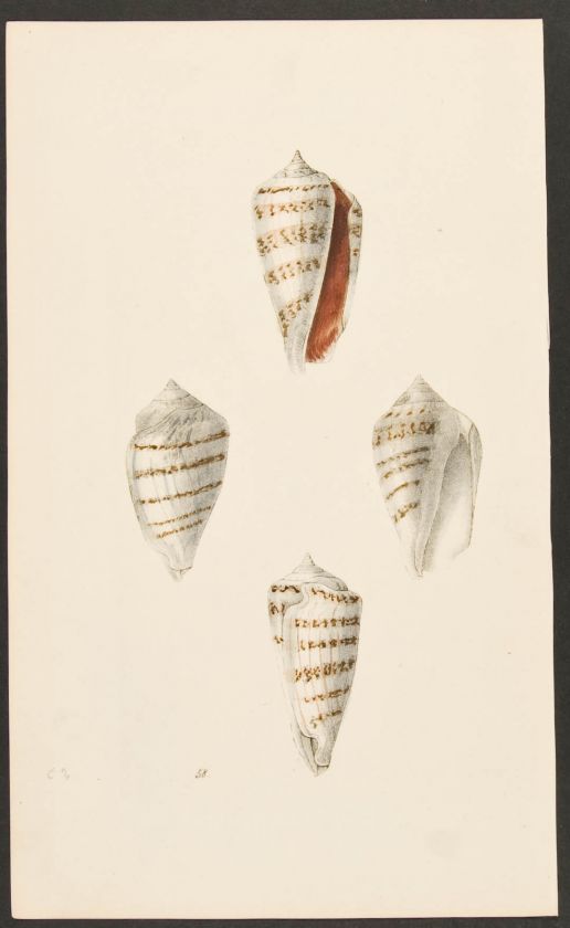 Swainson 1820 Lithograph. Cone Shells, Strombus. 53  