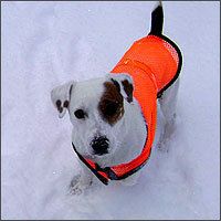 SNOOZER PET REFLECTIVE SAFETY VEST WEATHER PROOF X LRG  