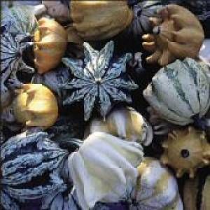 TEN COMMANDMENTS GOURD 15 SEEDS VERY DECORATIVE GOURDS  