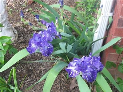 15 MIXED COLORED HYBRID TALL BEARDED IRIS APRIL SHIP  