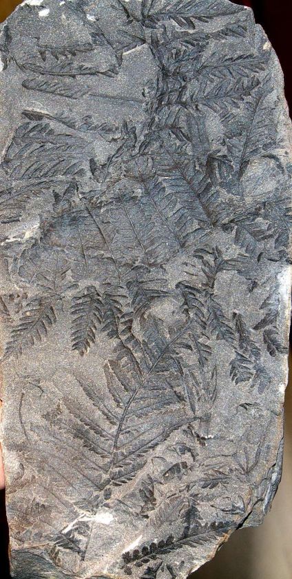   , Westphalian, (310 million years ago). Dimension matrix 150x80mm