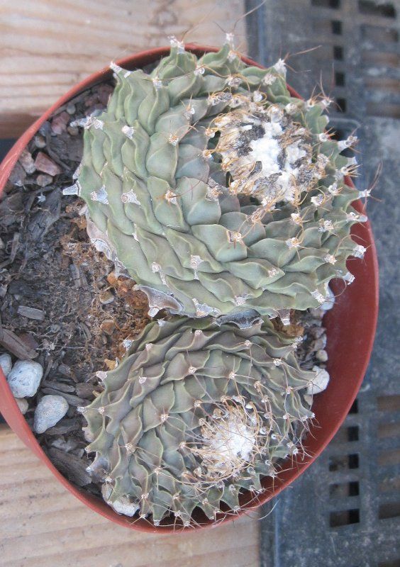 Obregonia denegrii Artichoke Cactus Double Large 55b  