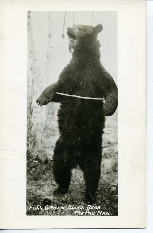 RPPC THE PAS MANITOBA BLACK BEAR VINTAGE POSTCARD GROWN  