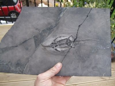 BARGAIN Genuine Triassic Pre Dinosaur Fossils Keichousaurus hui 