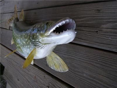 Big Northern Pike fish Replica MOUNT   Fierce Teeth 30 inches  