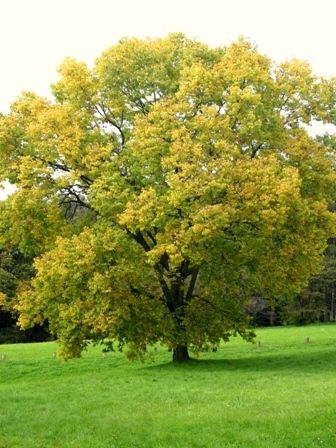 Hackberry, Celtis occidentalis, Fast Hardy Tree Seeds  