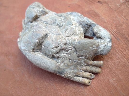 PREHISTORIC CRAB FOSSIL Decapod Crustaceans Marine Sea Fossils ORGANIC 