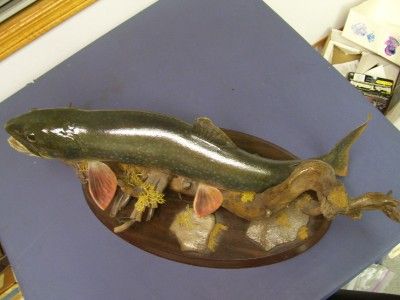 Lake trout taxidermy Mount from Northern Sierra Mountains Bucks Lake 