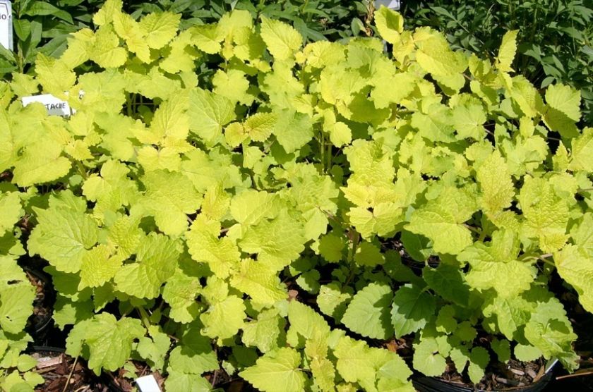 Golden Jubilee Hyssop (Agastache foeniculum Golden Jub  