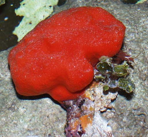 RED BALL SPONGE   SOFT CORAL & LIVE CORAL SAFE  