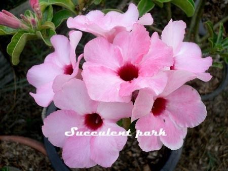 Adenium Obesum (Desert Rose) Lucky Pink plant  