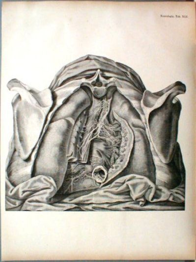 1879 Anatomy Atlas Page Huge Neurologia Upper Body XLI  