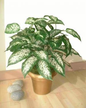 Dieffenbachia Bush   21 (53cm)   Artificial Silk Plant  