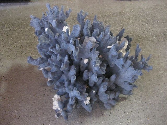 GIANT Blue ridge coral seashell shell reef aquarium 17  