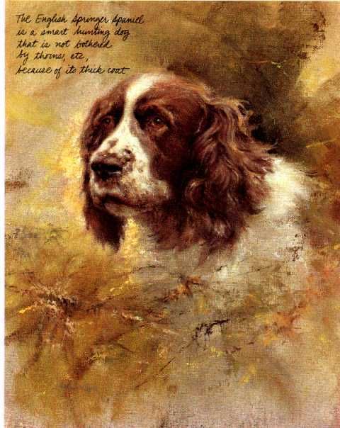 English Springer Spaniel Dog Print   Poortvliet  