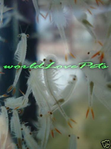 FRESHWATER ARTEMIA FRY FOOD BETTA,GUPPY,KILLIFISH FISH  