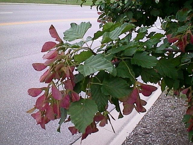 Acer tataricum   10 semi   BONSAI   Acero Tartaro Rosso  